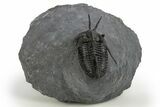 Devil Horned Cyphaspis Walteri Trilobite - Mrakib, Morocco #312261-3